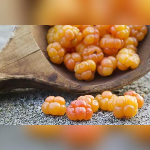 《巫师3》BOSS攻略揭秘：沼泽怪兽与野性之心高效打法技巧分享