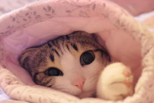 《模拟人生4》家庭物品速成攻略：高效收集技巧大揭秘