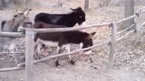 驴子跨栏赛跑有什么看点？一起来看看就知道！