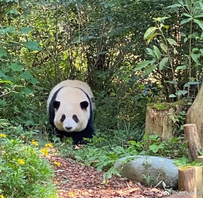 四川人上班偶遇熊猫踏春，网友直呼太幸运！