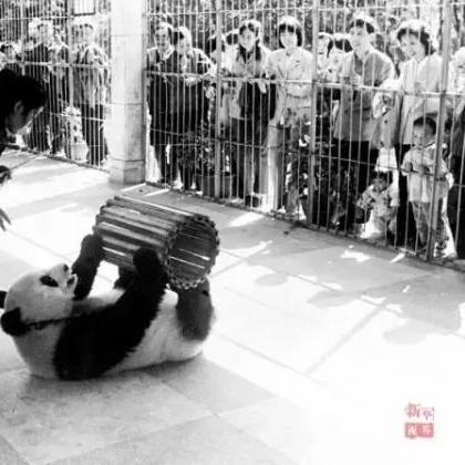 《动物园之星》生涯攻略：深度经营技巧揭秘，打造动物园传奇