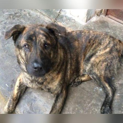 《怪物猎人世界》地图生物捕捉攻略：一网打尽全图珍稀怪踪