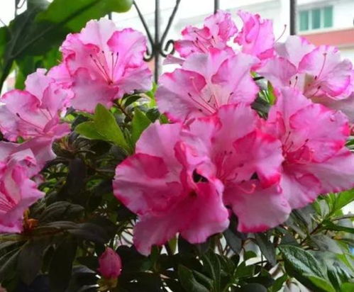 美被杜鹃的生长环境与栽培技巧