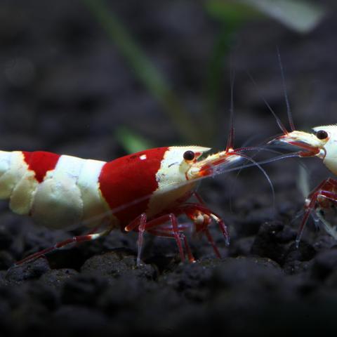 《暗黑血统3》BOSS战通关秘籍：五大甄选者攻略，轻松掌握！