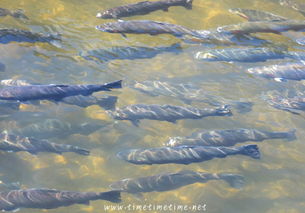 鲑鱼图片,生命之旅的视觉赞歌 鲑鱼图片,生命之旅的视觉赞歌