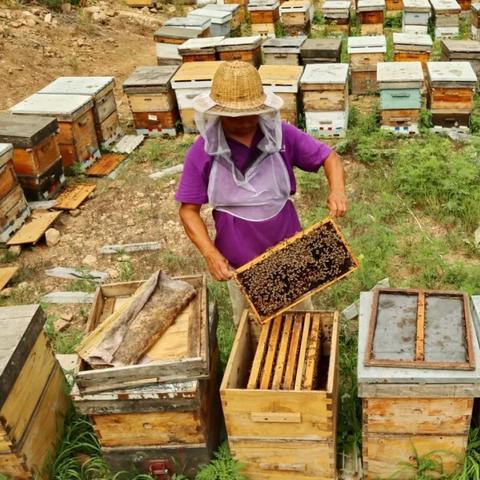 糖雪蜜,蜂巢蜜好还是椴树蜜好