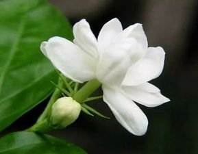 什么植物会溜冰, 还是只是个谜？