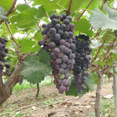 光遇12个季节任务,哪个成就让你最自豪