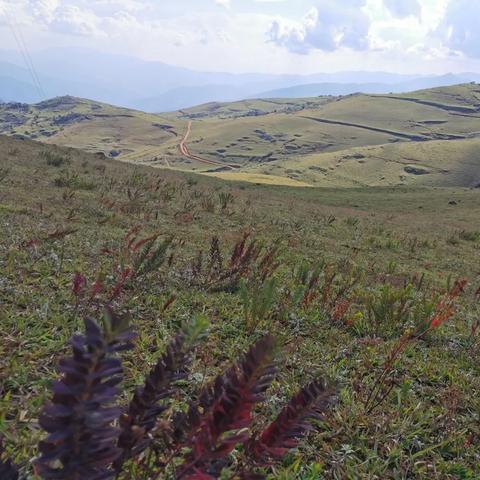 探秘蛮王,哪个皮肤手感最佳 探秘蛮王,哪个皮肤手感最佳