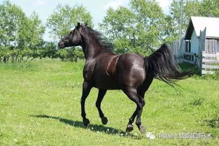 《天国拯救》马匹速度耐力解析：深度揭秘各马匹性能优势