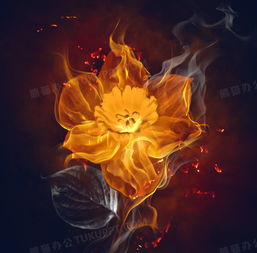 火焰兰，燃烧在尘世的绮梦之花