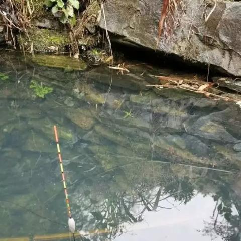 《宝可梦传说ZA》利牙鱼攻略:狰狞怪鱼挑战必胜秘籍! 《宝可梦传说ZA》利牙鱼攻略:狰狞怪鱼挑战必胜秘籍!