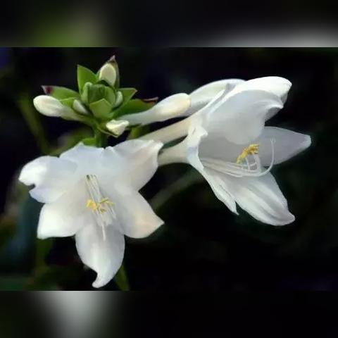 处暑狂欢！揭秘《第五人格》二十四节气演绎录-【处暑】篇线下活动精彩瞬间