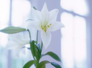 《终结的百合花》格落特无伤攻略：掌握核心技巧，轻松通关新境界