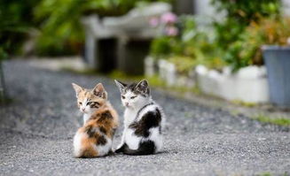 《猫猫钓游记》畅玩必备！解锁最佳配置攻略，轻松畅游！