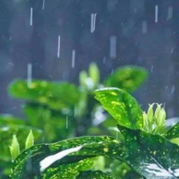 《第五人格》节气活动预告:雨水篇即将上线,体验独特节气玩法! 《第五人格》节气活动预告:雨水篇即将上线,体验独特节气玩法!