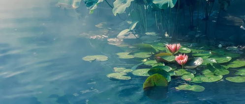 山海进化录：鳙鳙鱼独占领地，进化奥秘一网打尽！