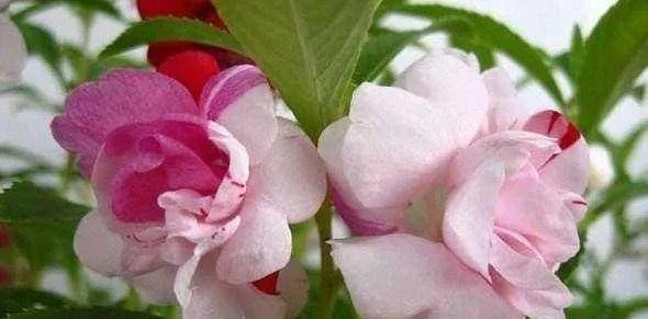 桃源秘境凤仙花培育秘籍，轻松掌握育种技巧