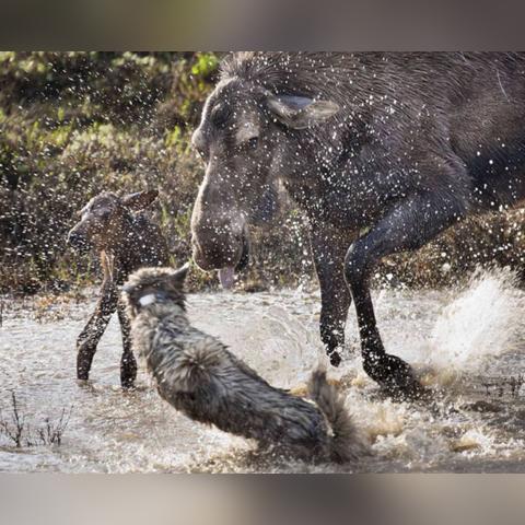 《饿狼传说》联动曲CIELO独家解析：群狼之城音乐盛宴来袭