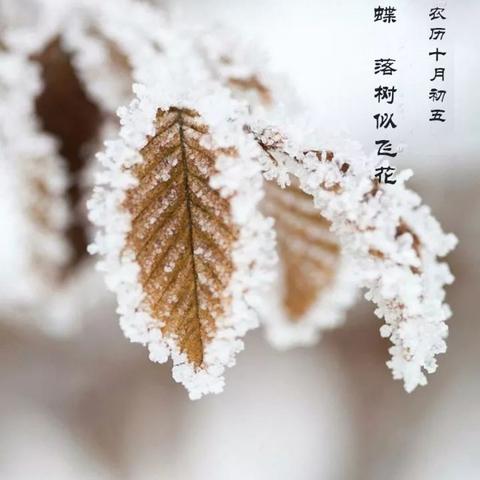 《第五人格》小雪节气活动精彩回顾：沉浸式琼瑶风体验不容错过