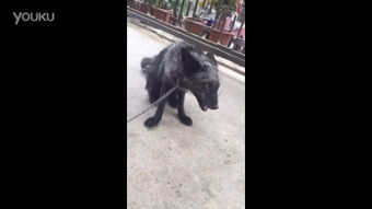 羊蹄山狼穴分布攻略：揭秘全图狼穴位置与神秘价值