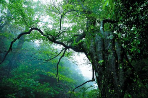 织密全球网络，Supercell上海直面会升级中国玩家专属体验盛宴