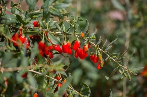 《饿狼传说》萨尔瓦多高伤连段攻略：群狼之城实战技巧揭秘