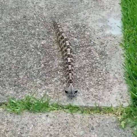 《空洞骑士丝之歌》前期9格血生存技巧攻略，轻松通关必备！