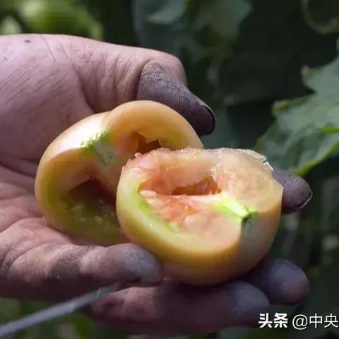 《空洞骑士丝之歌》商贾无踪任务攻略：独家揭秘任务接取地点