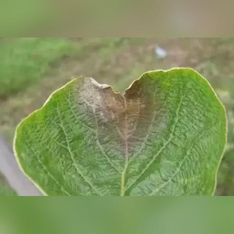 《空洞骑士》丝之歌蘑菇结局攻略：蘑菇先生任务位置速查指南