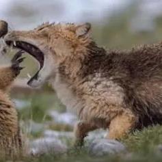 《超自然行动组》攻略：土拨鼠应对技巧，轻松捕捉攻略揭秘