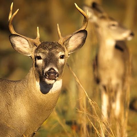 《超自然行动组》独家攻略：高效僵尸应对与捕捉技巧揭秘