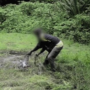 《超自然行动组》攻略：小熊猫应对技巧大揭秘，轻松捕捉攻略分享