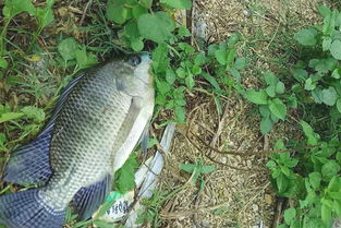 《猫猫钓游记》全鱼种攻略：详尽图鉴+稀有度解析，钓友必备！