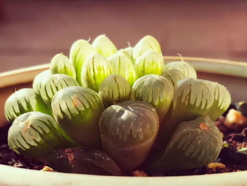 清籁岛石板解谜技巧大揭秘!轻松掌握《原神》石板踩法攻略 清籁岛石板解谜技巧大揭秘!轻松掌握《原神》石板踩法攻略