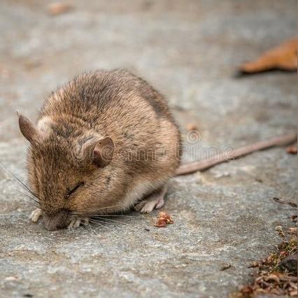 海马助手下载安装：一站式手机游戏资源平台