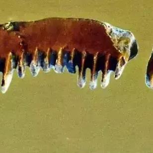 石器时代觉醒：探索沉船宝藏，第四期冒险启航，独家揭秘！