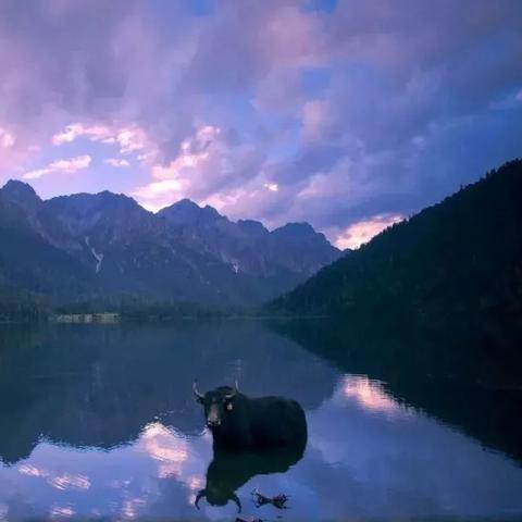 探秘洛克王国魔法密林的稀有宠物