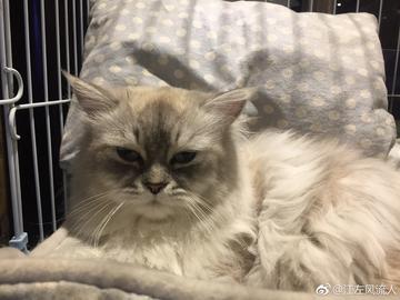 《王之凝视》2.0巨人流攻略：深度解析巨人流玩法技巧