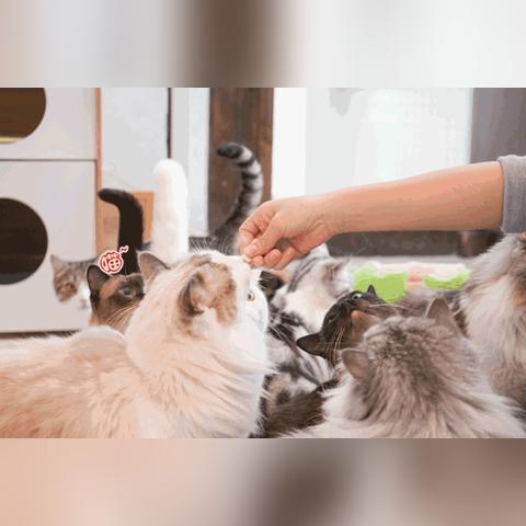 《乌冬的旅店》金桔盆栽解锁攻略:轻松获得独特绿植秘籍 《乌冬的旅店》金桔盆栽解锁攻略:轻松获得独特绿植秘籍