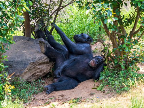 黑豹线大象猩猩技能轻松拿，独家攻略助你快速升级