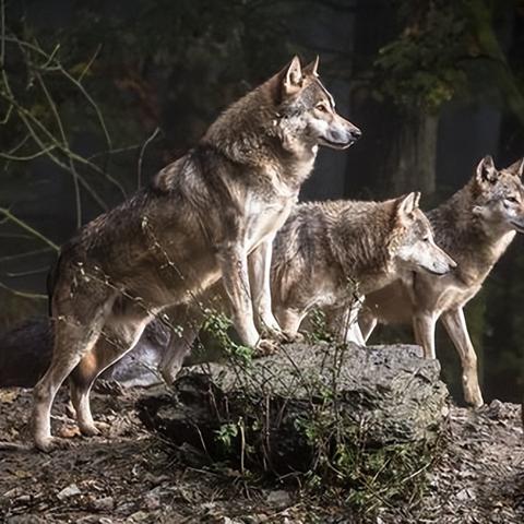 《饿狼传说》群狼之城赛事巅峰瞬间，独家揭秘高光时刻！