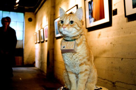 剑星猫咪摄影展：独家领跑拍照圣地揭秘