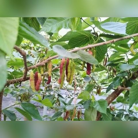 《最终幻想14》水晶世界鱼塘攻略:揭秘隐藏宝藏分布秘籍 《最终幻想14》水晶世界鱼塘攻略:揭秘隐藏宝藏分布秘籍