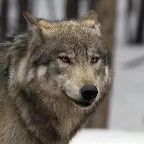 《饿狼传说》群狼之城R3HAB联动曲独家首发，体验全新音乐盛宴