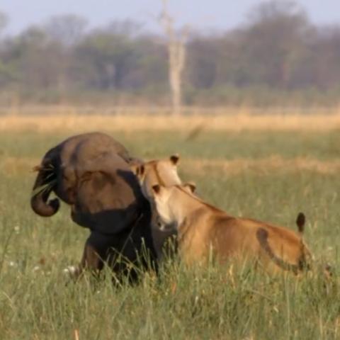 《鸣潮》2.4食谱大揭秘：独家收集攻略，解锁全新美味！