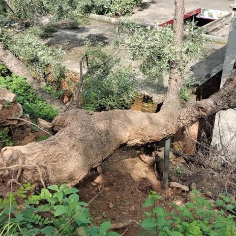 《灾后修复师》玩具车全收集攻略：揭秘隐藏位置，解锁收藏乐趣