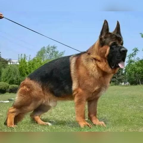 《怪物猎人荒野》1.011版大锤全新升级解析：揭秘荒野巨锤新技能！