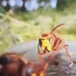 黄金鱼鳍获取攻略:揭秘《幻想生活i》黄金旗鱼黄金鱼鳍获取方法 黄金鱼鳍获取攻略:揭秘《幻想生活i》黄金旗鱼黄金鱼鳍获取方法