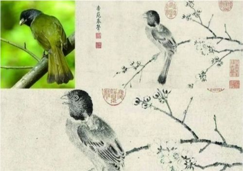 《山海旅人2》全鸟收集秘籍：24种珍禽分布解析攻略